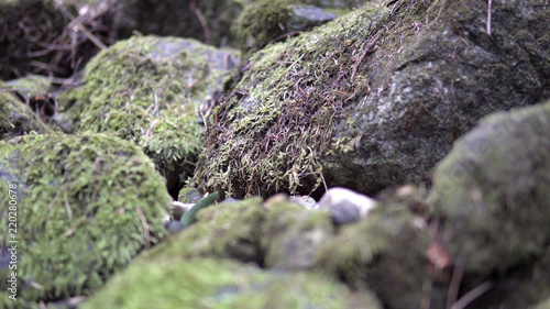 Moving over wet mossy stones and rocks along mountain path. Animal pov, cinematic dof