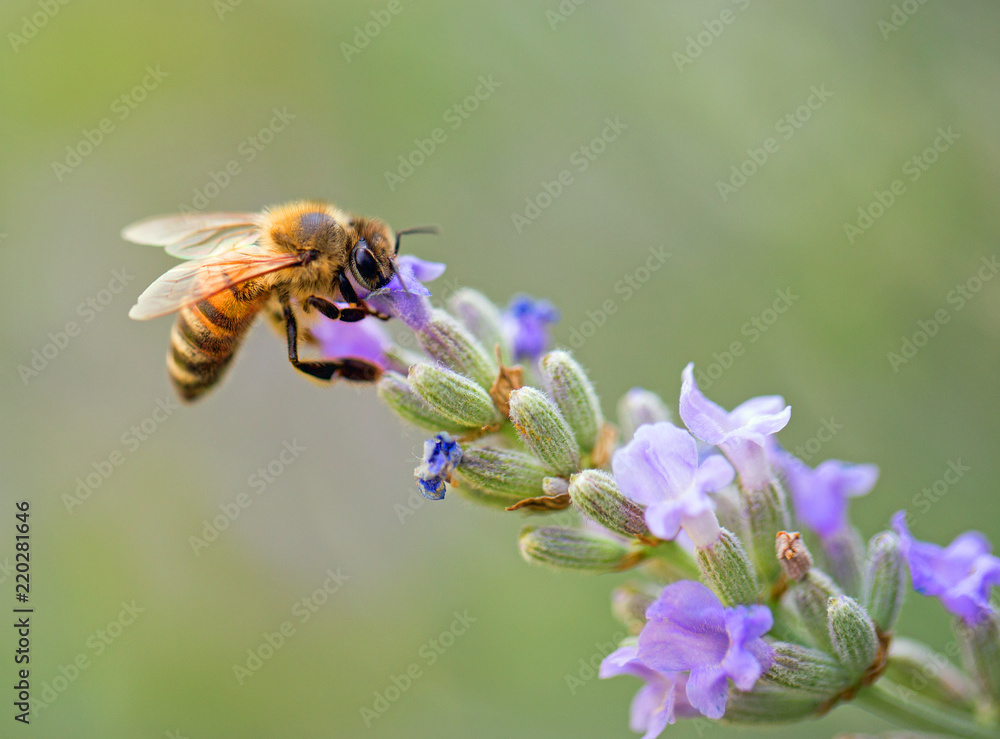 Honeybee feeding on a single stem of english lavender with a natural green background Honeybee feeding on a single stem of english lavender with a natural green background