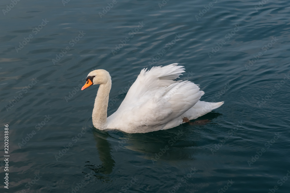 White Swan on the calm water White Swan on the calm water