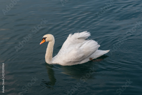 Fototapeta Naklejka Na Ścianę i Meble -  White Swan on the calm water