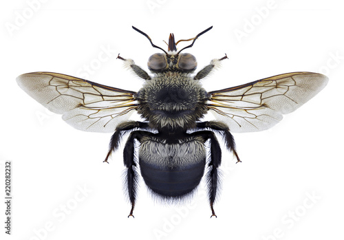 Bee Xylocopa collaris on a white background © als