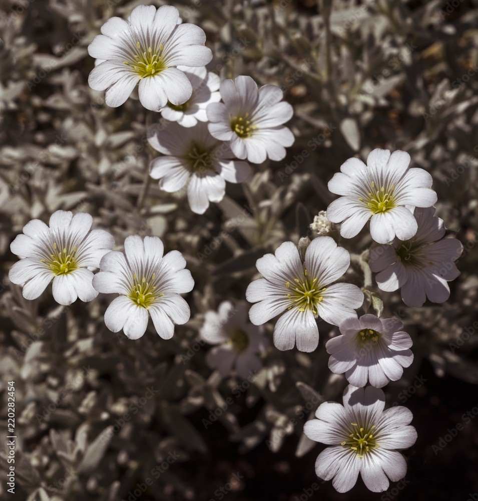Obraz premium Cerastium tomentosum flowers. Botanical Garden, KIT Karlsruhe, Germany, Europe