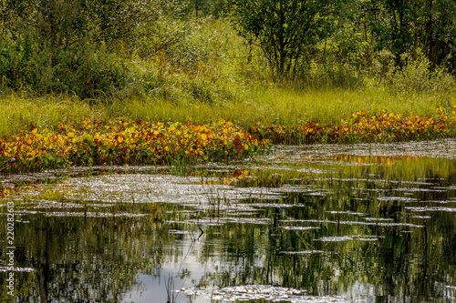 Landscape with swamp.