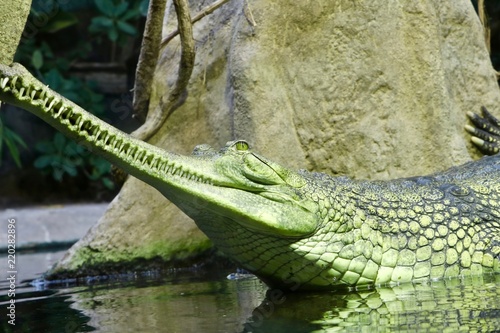 green crocodile with big teeth swimming in the lake