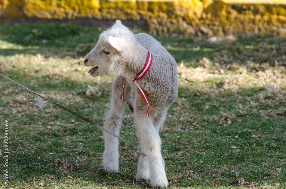 Fototapeta premium Small cute sheep gambolling in a meadow in a farm