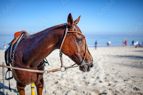 Pferd am Strand