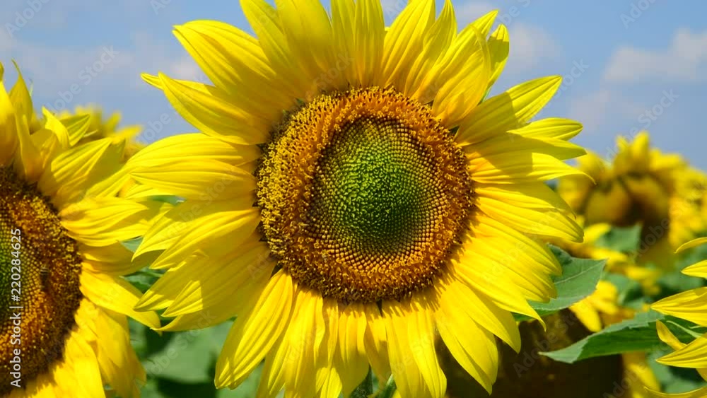 Sunflower flowers on sunny day Sunflower flowers on sunny day