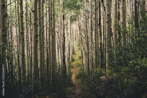 A hiking trail running through aspen trees in Colorado. 