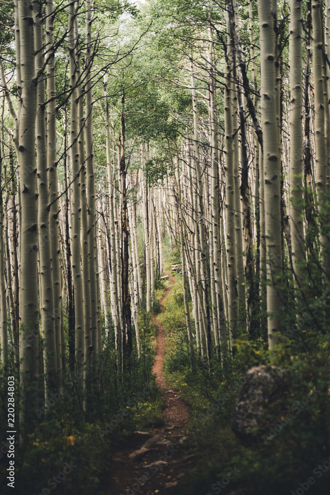 A hiking trail running through aspen trees in Colorado. A hiking trail running through aspen trees in Colorado.
