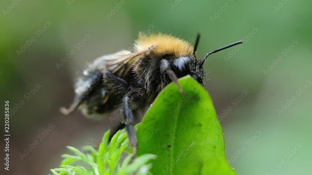 Bumblebee is washing its paws on a green plant macro, slow motion Bumblebee is washing its paws on a green plant macro, slow motion