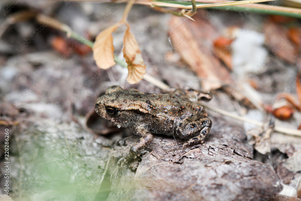 Obraz premium junge Kröte auf dem Waldboden 
