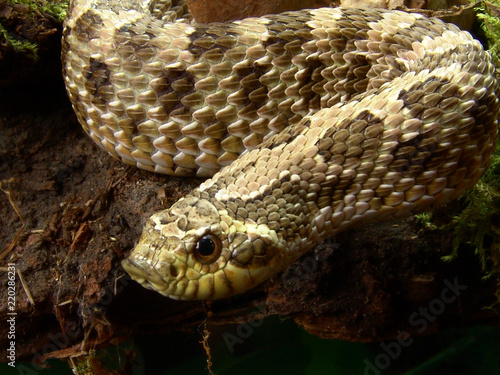 Western hognose snake Heterodon nasicus in terrarium