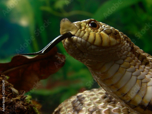 Western hognose snake Heterodon nasicus in terrarium