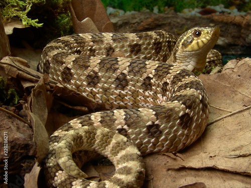 Western hognose snake Heterodon nasicus in terrarium
