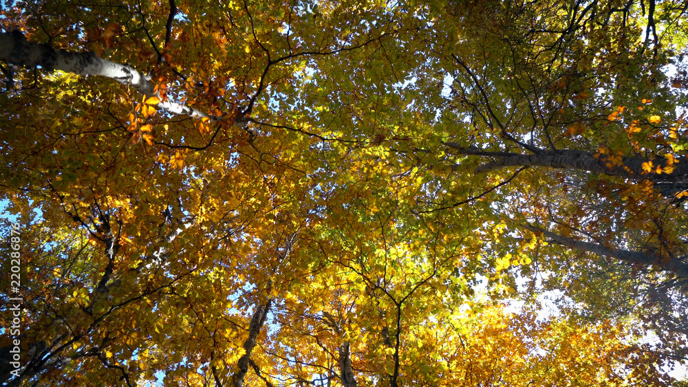 View of maple tree in autumn. Pan shot of beautiful colorful autumn tree tops and leaves swaying in the wind at forest park