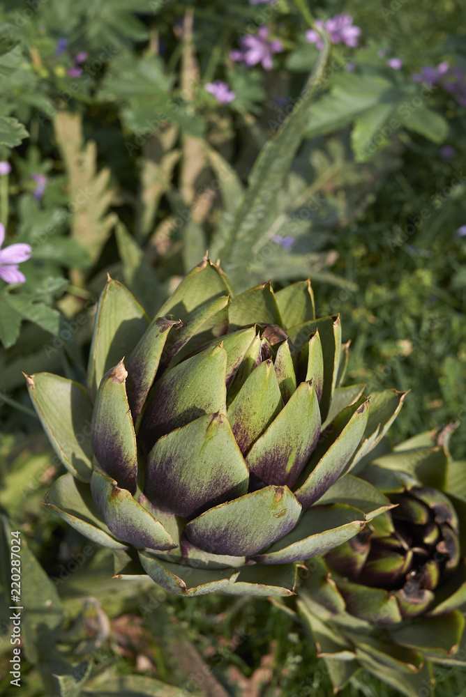 Cynara cardunculus Cynara cardunculus