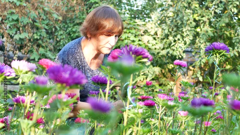 Florist cutting purple or violet michaelmas daisy or aster flower at garden's greenhouse for flower shop outdoor Florist cutting purple or violet michaelmas daisy or aster flower at garden's greenhouse for flower shop outdoor