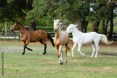 A mare, a gelding, and a pony