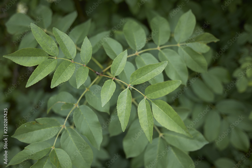 Fototapeta premium Fraxinus ornus