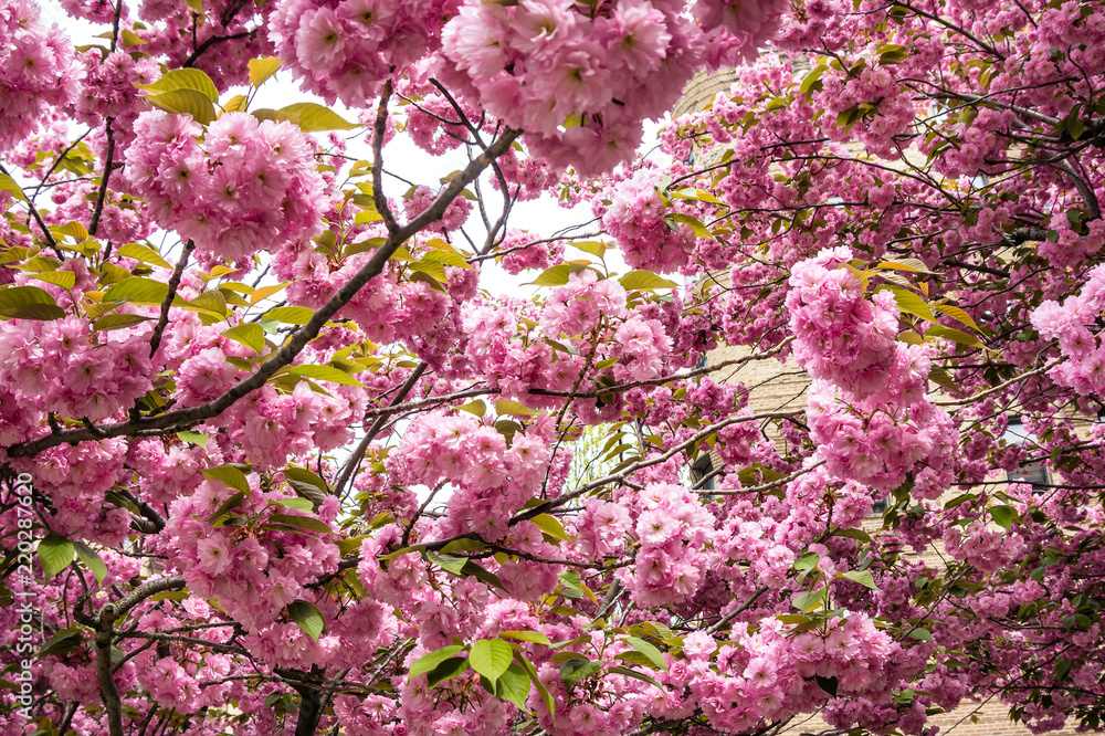 Blooming of magnolia in New York park