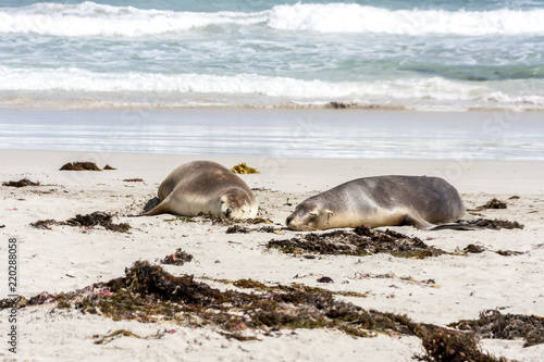 Sleeping Australian Sea Lions (Neophoca cinerea) on Kangaroo Island coastline, South Australia , Seal bay