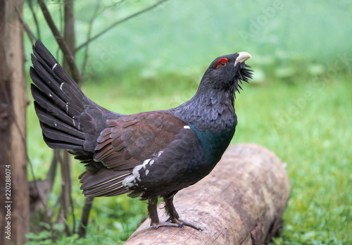 displaying male mountain cock standing on a tree trunk