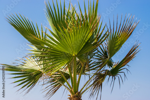 Green palm tree on a blue sky background.