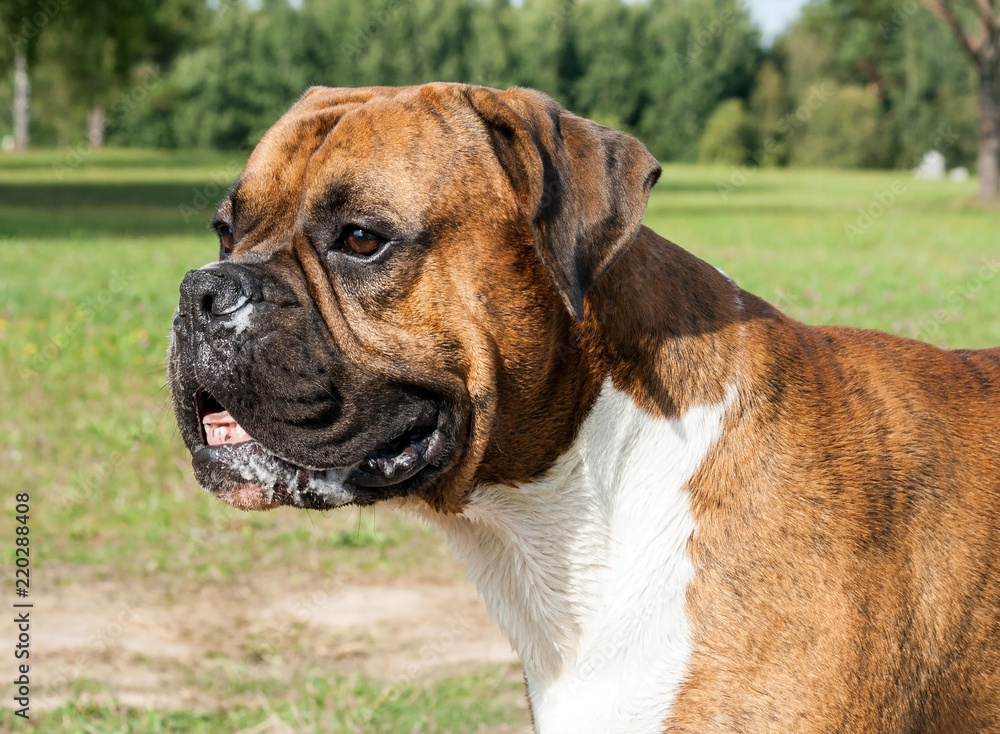portrait a dog German boxer with long ears, a dirty muzzle in the saliva, looks away, a close look, the animal is lit by the sun, the green field in the background, brown color with white breast