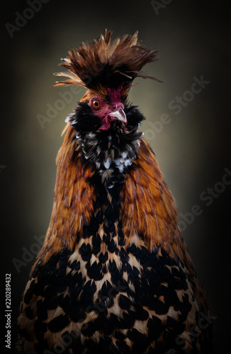 funny portrait of a Pawlowskaja rooster - an old endangered russian breeding