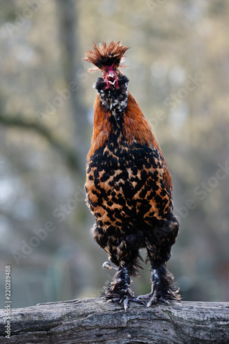 closeup of a Pawlowskaja rooster standing on a tree trunk and cock a doodle doo - an old russian endangered breed