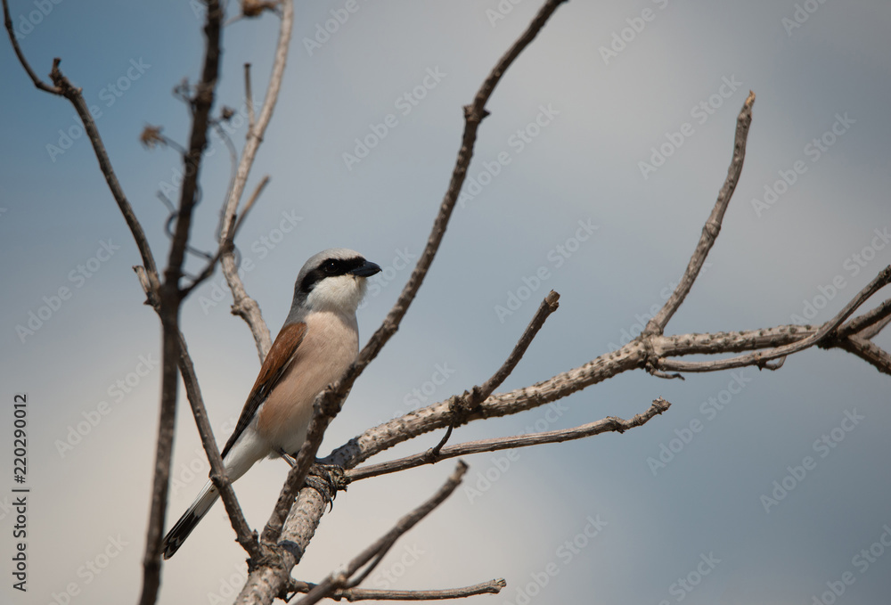 closeup of a male red backed shrike sitting on a branch - Burgenland Austria