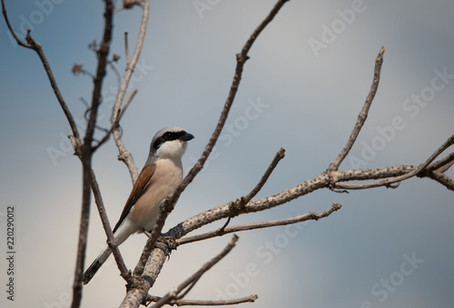 closeup of a male red backed shrike sitting on a branch - Burgenland Austria © Alexandra Giese