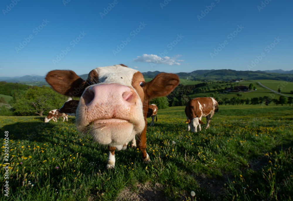 Φωτογραφία funny portrait of a cow on the pasture in the Austrian Mostviertel landscape loo