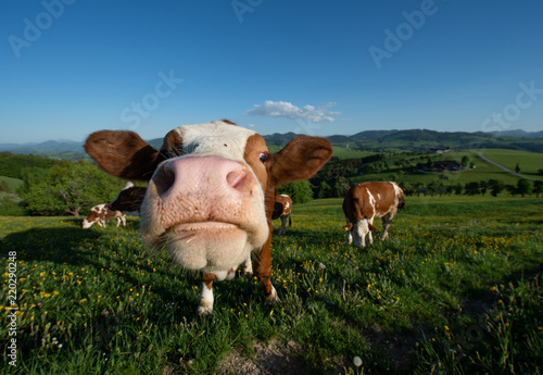 funny portrait of a cow on the pasture in the Austrian Mostviertel landscape looking curiously in the camera - extreme wide angle view