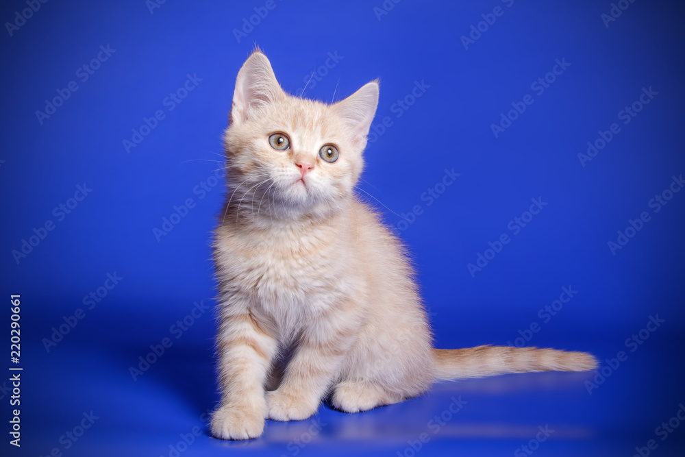 Studio photography of a scottish fold shorthair tortie cat on colored backgrounds