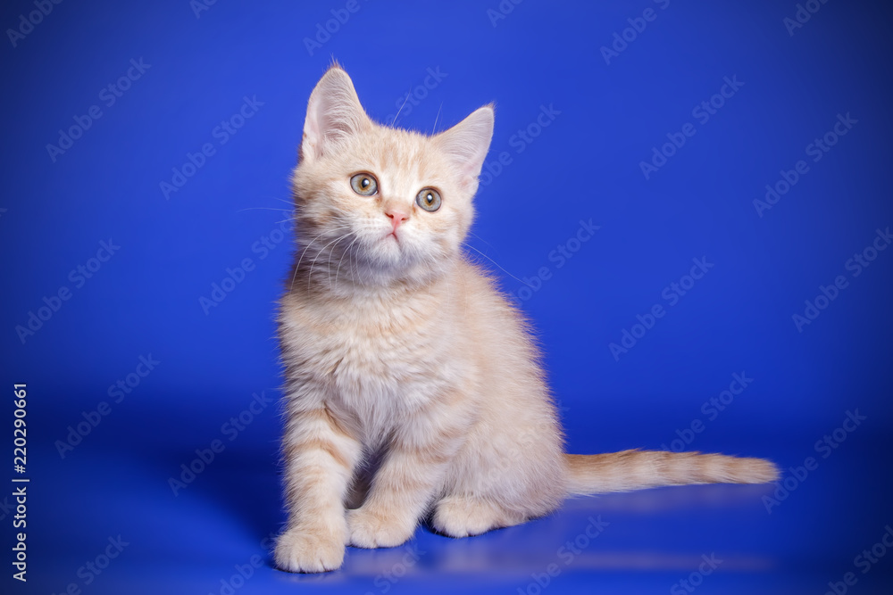 Fototapeta premium Studio photography of a scottish fold shorthair tortie cat on colored backgrounds