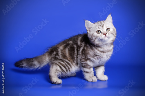 Studio photography of a scottish fold shorthair tortie cat on colored backgrounds © Aleksand Volchanskiy