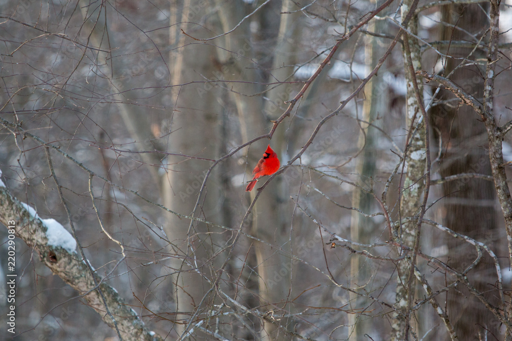 Male Red Cardinal perched on a snowy tree branch on a cold winter day in Mid Atlantic Maryland USA Male Red Cardinal perched on a snowy tree branch on a cold winter day in Mid Atlantic Maryland USA