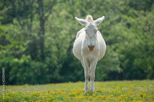 front view of a dozily white donkey standing in a flowery meadow - special breeding - Burgenland Austria