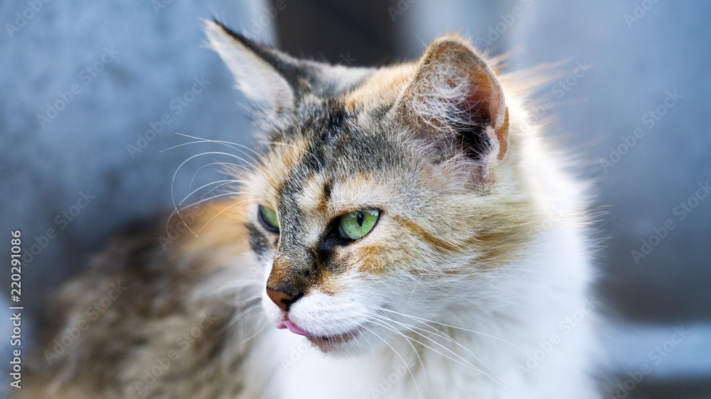 cat with green eyes closeup cat with green eyes closeup