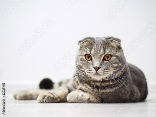 Funny serious scottish fold cat with bright yellow eyes lies on floor © sergeyzapotylok