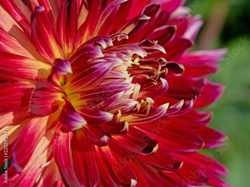 Fototapeta Naklejka Na Ścianę i Meble -  Rote Dahlienblüte in einer Nahaufnahme