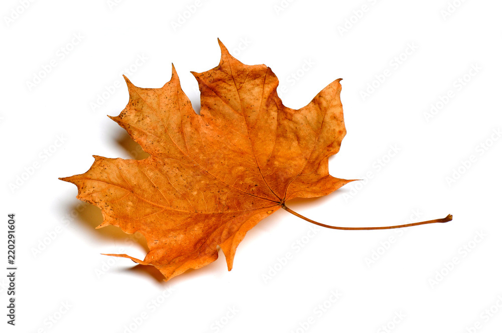 Autumn maple leaves isolated on white background.
Autumn maple leaves isolated on white background.