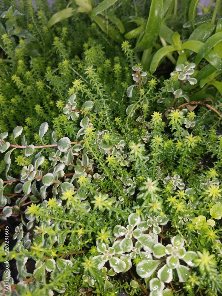 Mixed ground sedum