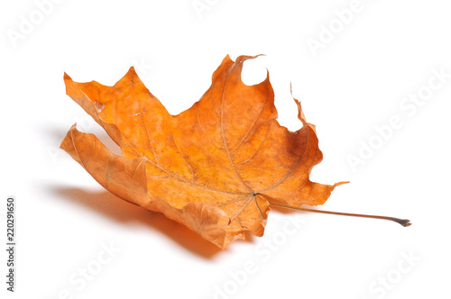 Autumn maple leaves isolated on white background.
