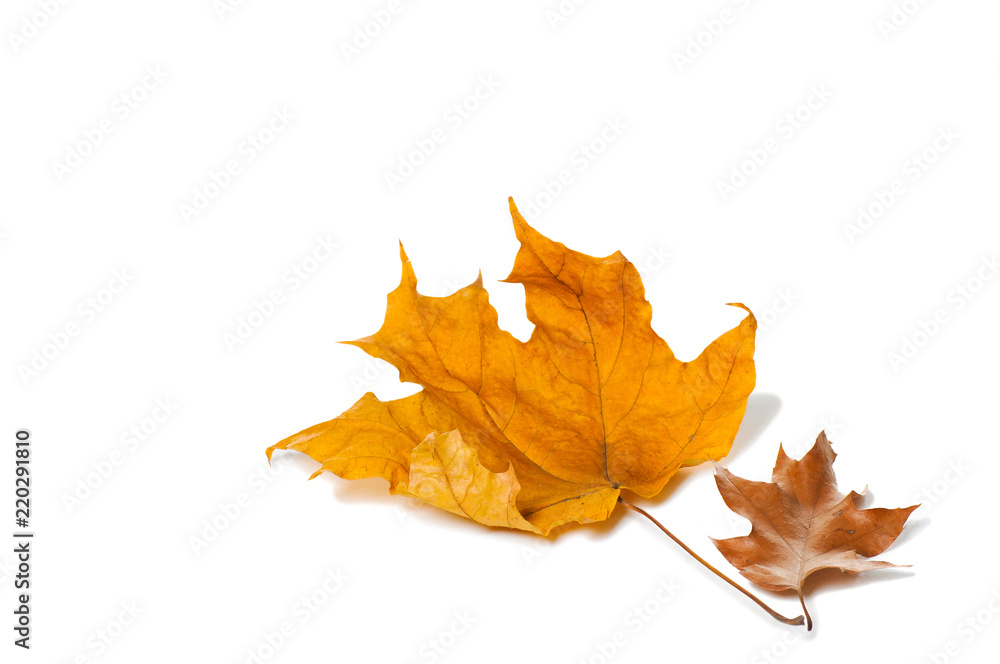 Autumn maple leaves isolated on white background. Autumn maple leaves isolated on white background.