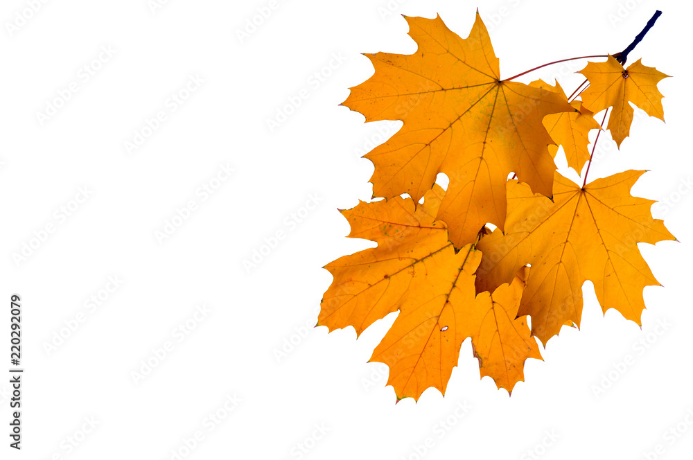 Obraz premium Autumn maple leaves isolated on white background.