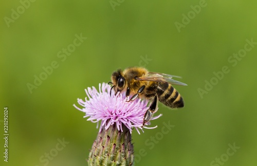 Biene im Naturschutzgebiet Tegeler Fließ in Berlin  © martinettlinger