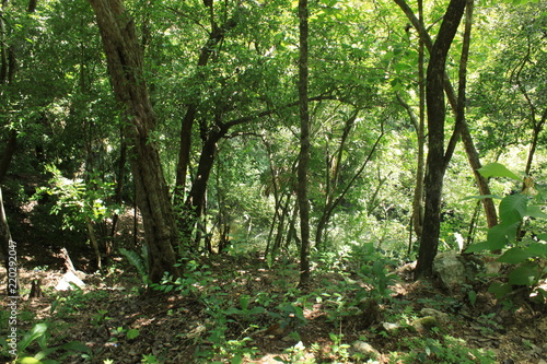 Fototapeta Naklejka Na Ścianę i Meble -  Forest