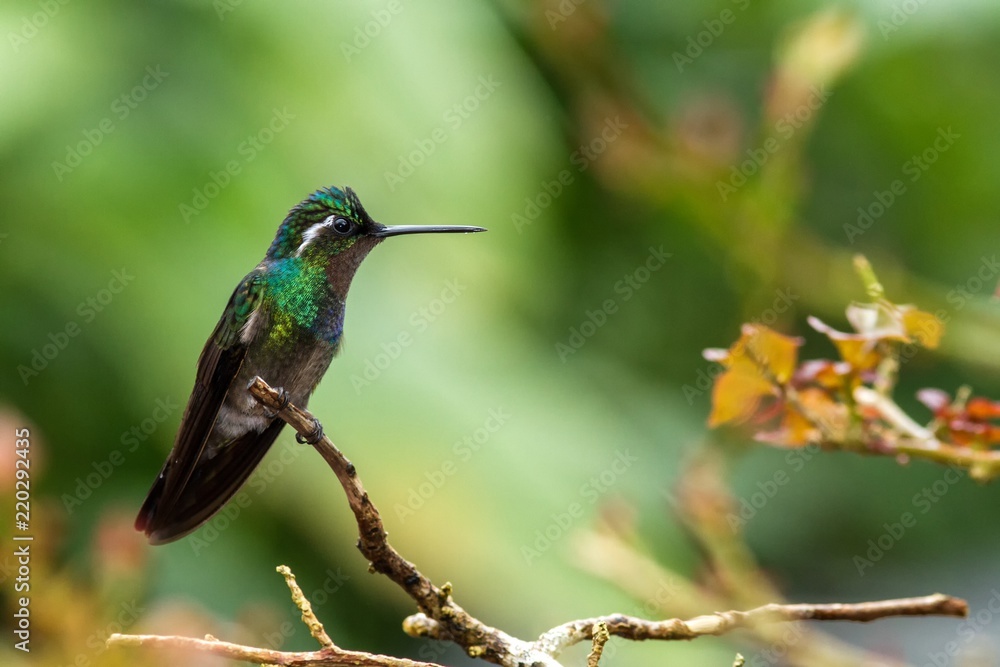 Fototapeta premium Purple-throated Mountaingem, Lampornis calolaemus sitting on branch, mountain tropical forest, Waterfalls garden, Costa Rica, bird perching on branch, tiny beautiful hummingbird in natural habitat